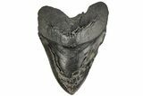 Bargain, Fossil Megalodon Tooth - Massive Meg Tooth! #197869-1